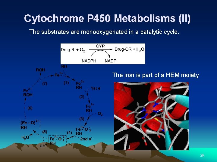 Cytochrome P 450 Metabolisms (II) The substrates are monooxygenated in a catalytic cycle. The