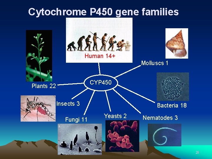 Cytochrome P 450 gene families Human 14+ Molluscs 1 CYP 450 Plants 22 Insects