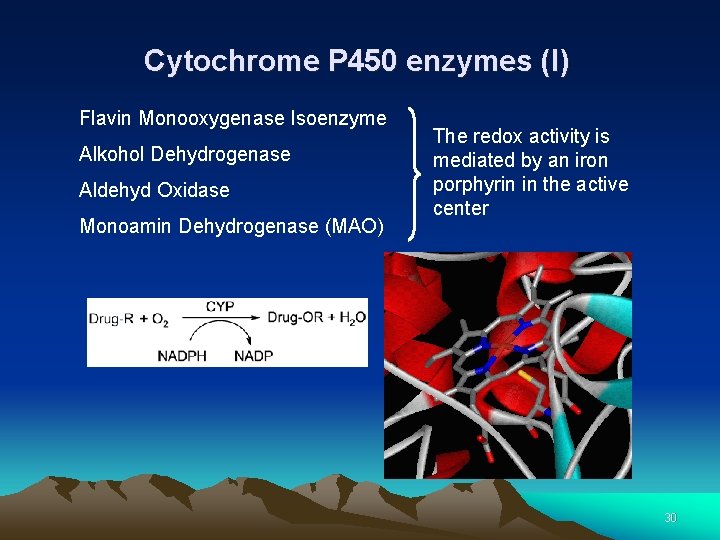 Cytochrome P 450 enzymes (I) Flavin Monooxygenase Isoenzyme Alkohol Dehydrogenase Aldehyd Oxidase Monoamin Dehydrogenase