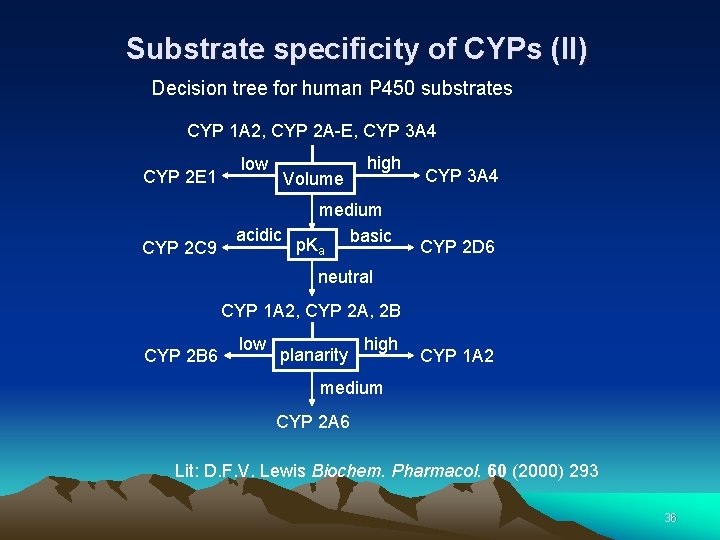 Substrate specificity of CYPs (II) Decision tree for human P 450 substrates CYP 1