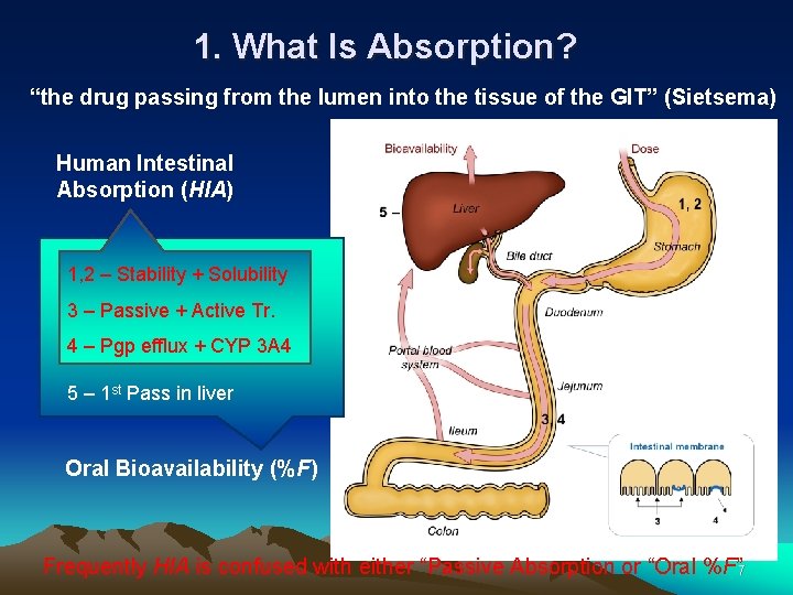 1. What Is Absorption? “the drug passing from the lumen into the tissue of