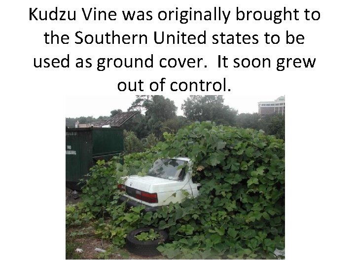 Kudzu Vine was originally brought to the Southern United states to be used as