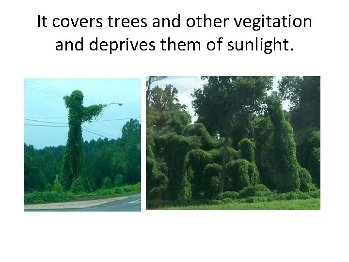 It covers trees and other vegitation and deprives them of sunlight. 