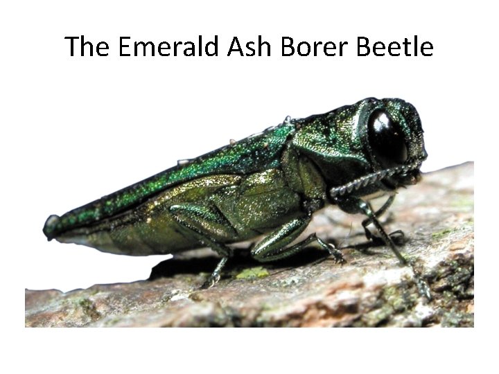 The Emerald Ash Borer Beetle 