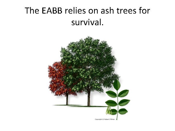The EABB relies on ash trees for survival. 