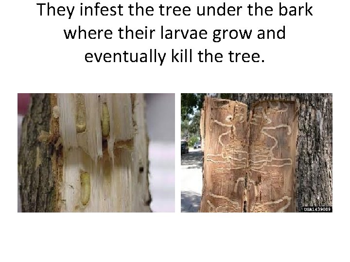 They infest the tree under the bark where their larvae grow and eventually kill