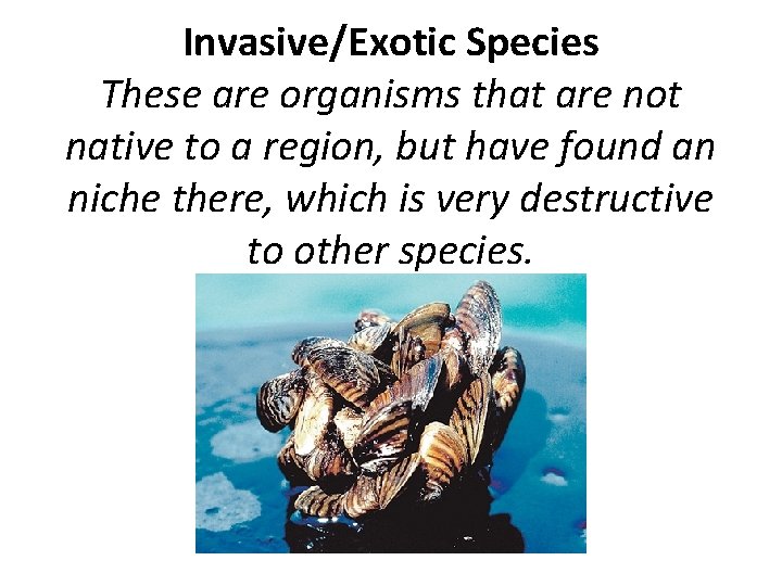 Invasive/Exotic Species These are organisms that are not native to a region, but have