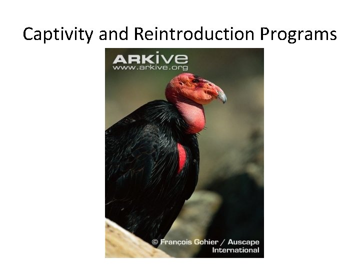 Captivity and Reintroduction Programs 