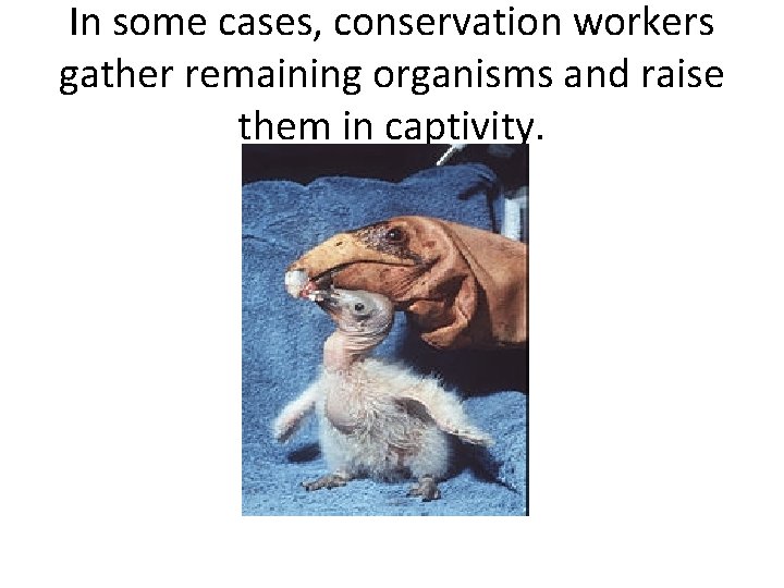 In some cases, conservation workers gather remaining organisms and raise them in captivity. 