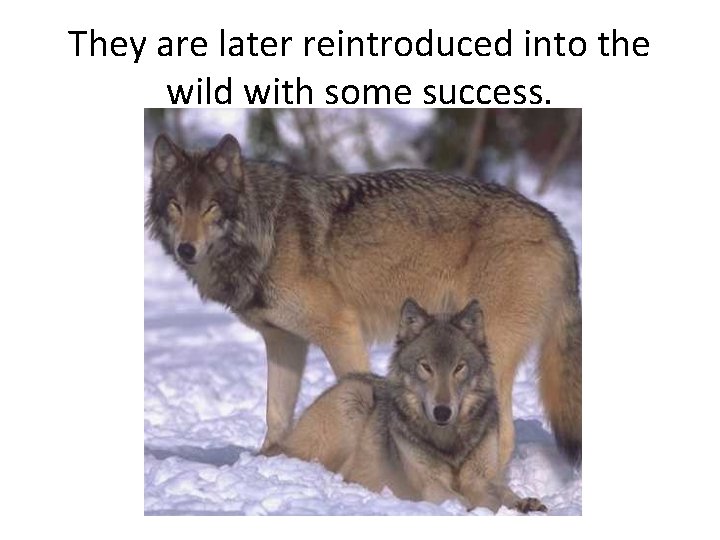 They are later reintroduced into the wild with some success. 