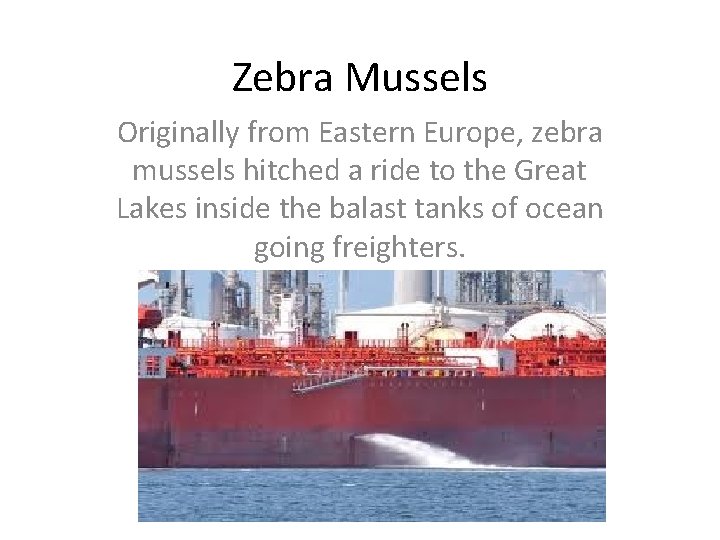 Zebra Mussels Originally from Eastern Europe, zebra mussels hitched a ride to the Great