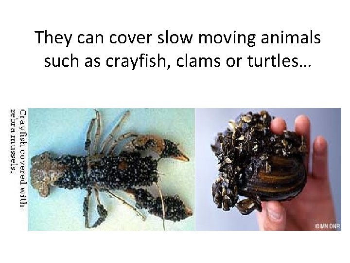 They can cover slow moving animals such as crayfish, clams or turtles… 