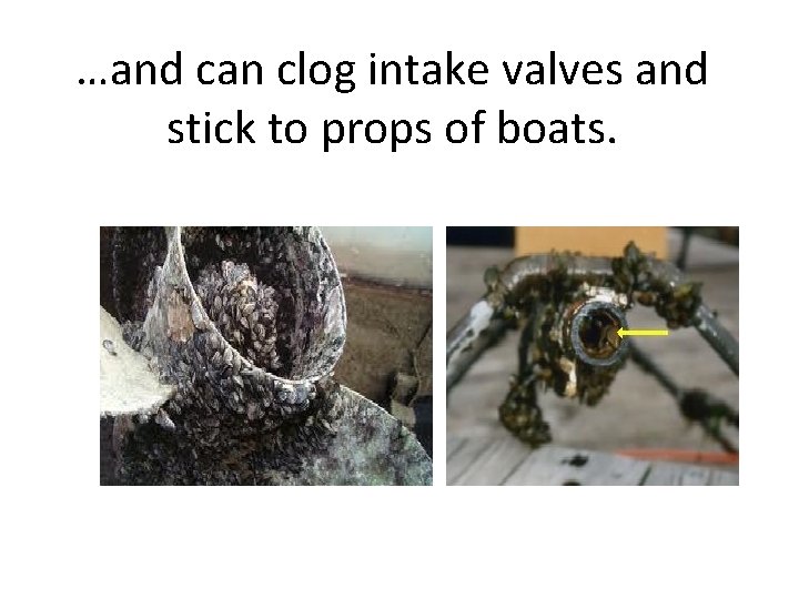 …and can clog intake valves and stick to props of boats. 