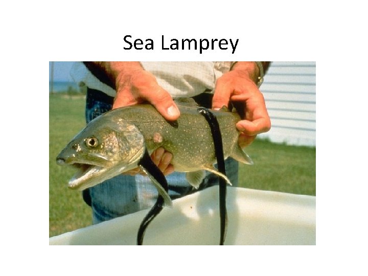 Sea Lamprey 