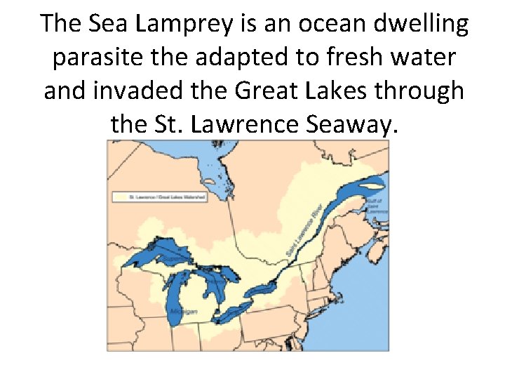 The Sea Lamprey is an ocean dwelling parasite the adapted to fresh water and