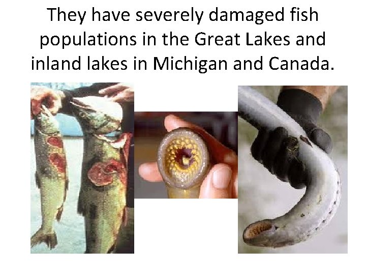 They have severely damaged fish populations in the Great Lakes and inland lakes in
