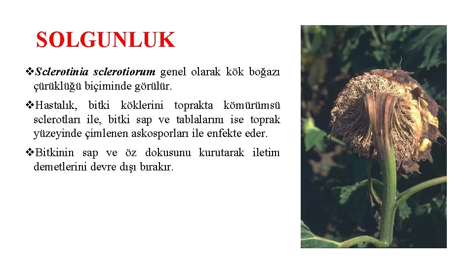 SOLGUNLUK v. Sclerotinia sclerotiorum genel olarak kök boğazı çürüklüğü biçiminde görülür. v. Hastalık, bitki