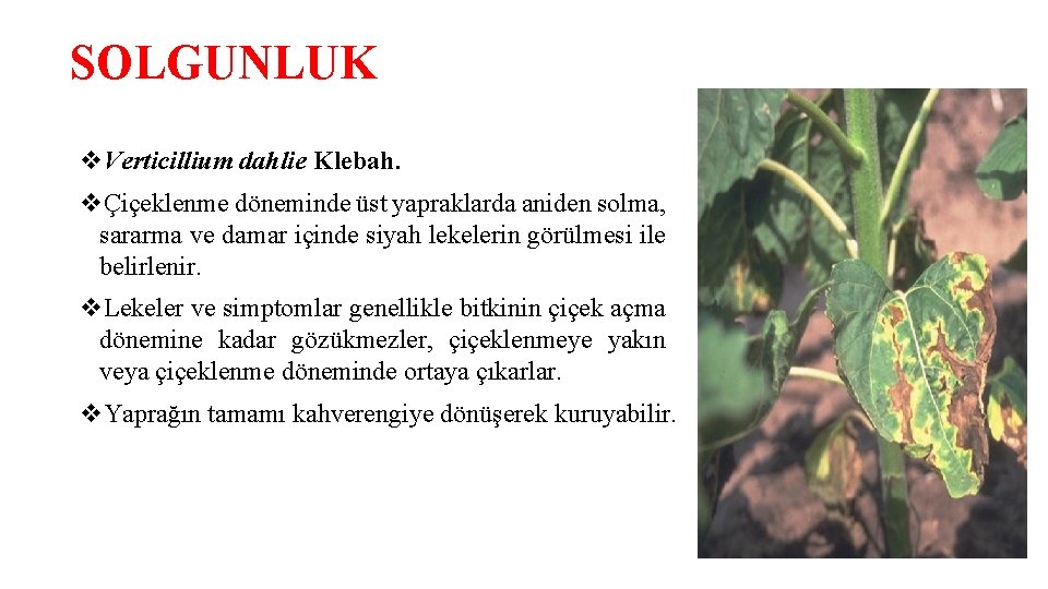 SOLGUNLUK v. Verticillium dahlie Klebah. vÇiçeklenme döneminde üst yapraklarda aniden solma, sararma ve damar