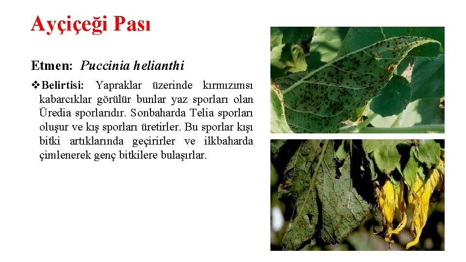 Ayçiçeği Pası Etmen: Puccinia helianthi v. Belirtisi: Yapraklar üzerinde kırmızımsı kabarcıklar görülür bunlar yaz