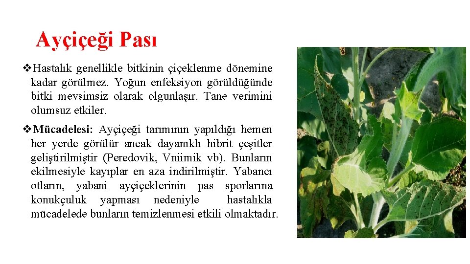 Ayçiçeği Pası v. Hastalık genellikle bitkinin çiçeklenme dönemine kadar görülmez. Yoğun enfeksiyon görüldüğünde bitki