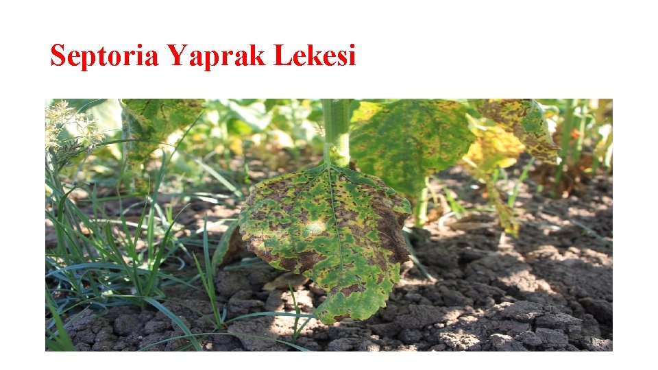 Septoria Yaprak Lekesi 