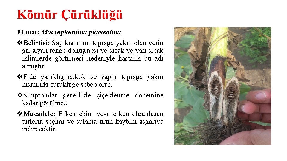 Kömür Çürüklüğü Etmen: Macrophomina phaseolina v. Belirtisi: Sap kısmının toprağa yakın olan yerin gri-siyah