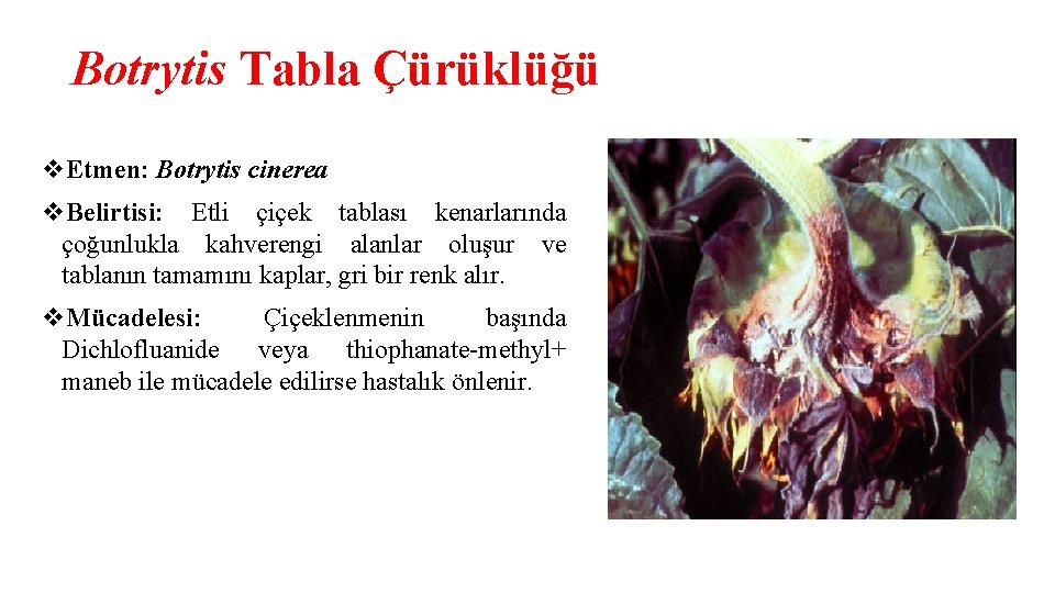 Botrytis Tabla Çürüklüğü v. Etmen: Botrytis cinerea v. Belirtisi: Etli çiçek tablası kenarlarında çoğunlukla