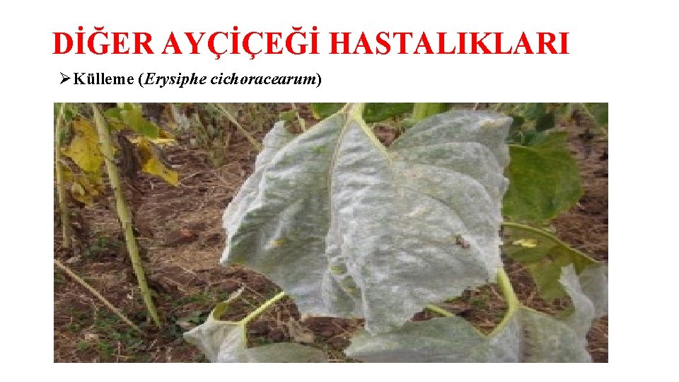 DİĞER AYÇİÇEĞİ HASTALIKLARI ØKülleme (Erysiphe cichoracearum) 