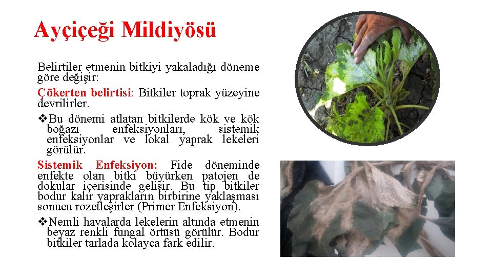 Ayçiçeği Mildiyösü Belirtiler etmenin bitkiyi yakaladığı döneme göre değişir: Çökerten belirtisi: Bitkiler toprak yüzeyine