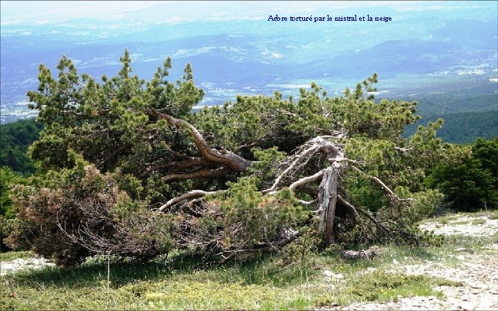 Arbre torturé par le mistral et la neige 