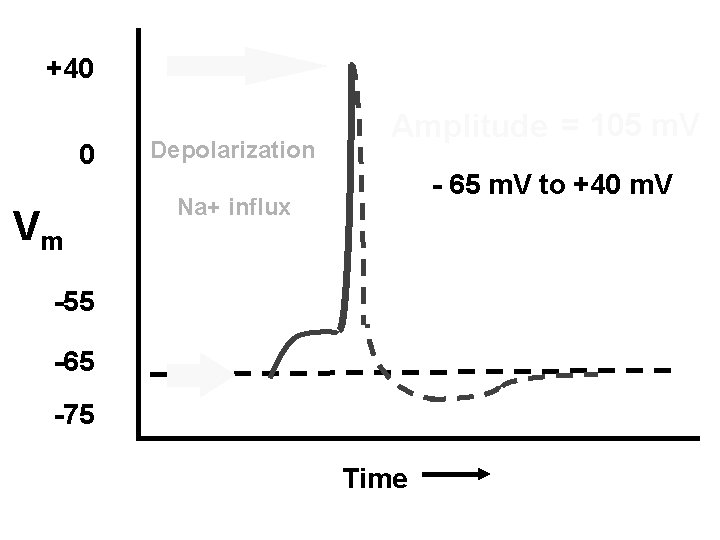 +40 0 Vm Depolarization Amplitude = 105 m. V - 65 m. V to