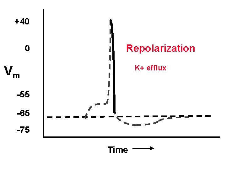 +40 0 Repolarization K+ efflux Vm -55 -65 -75 Time 