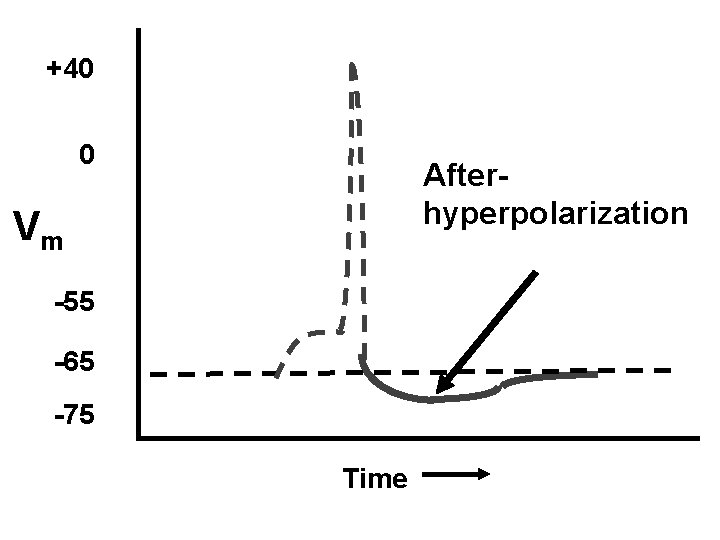 +40 0 Afterhyperpolarization Vm -55 -65 -75 Time 