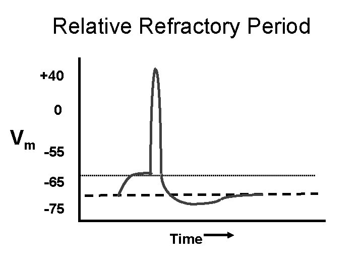 Relative Refractory Period +40 0 Vm -55 -65 -75 Time 