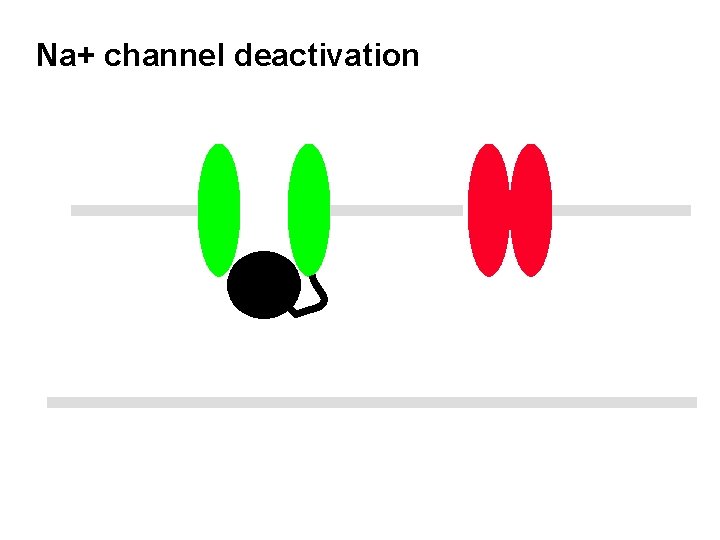 Na+ channel deactivation 