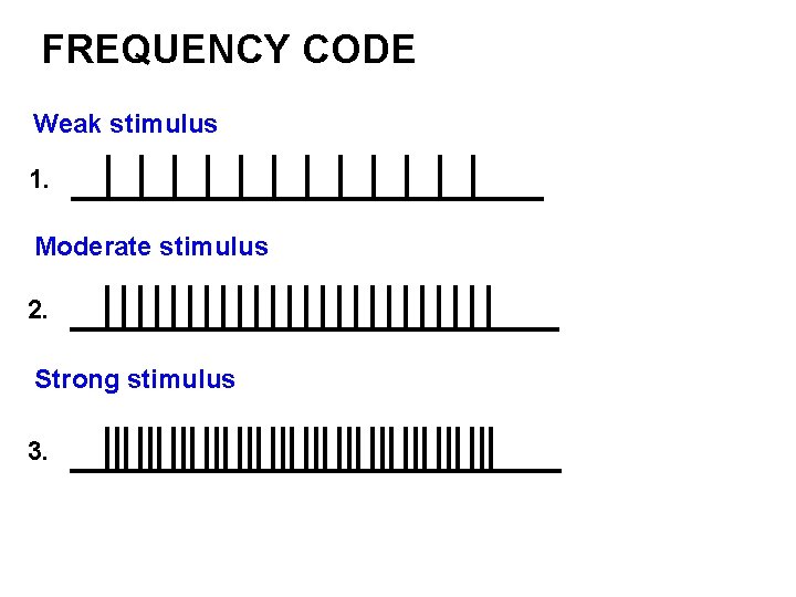 FREQUENCY CODE Weak stimulus 1. Moderate stimulus 2. Strong stimulus 3. 