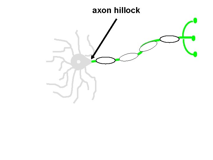 axon hillock 