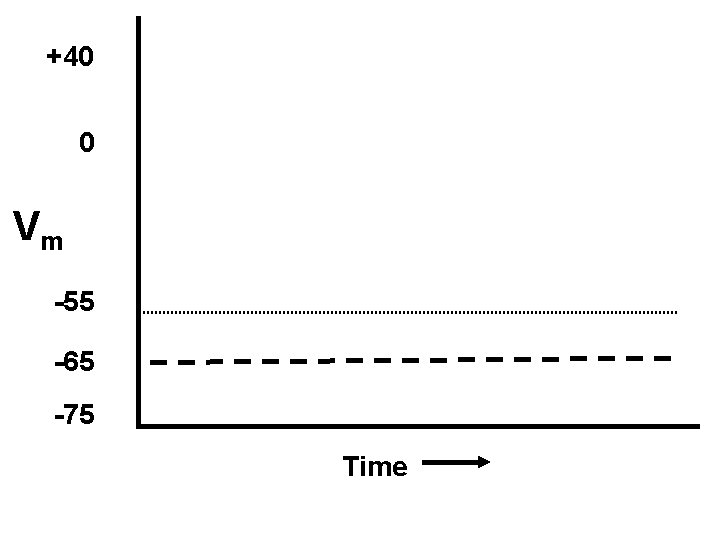 +40 0 Vm -55 -65 -75 Time 