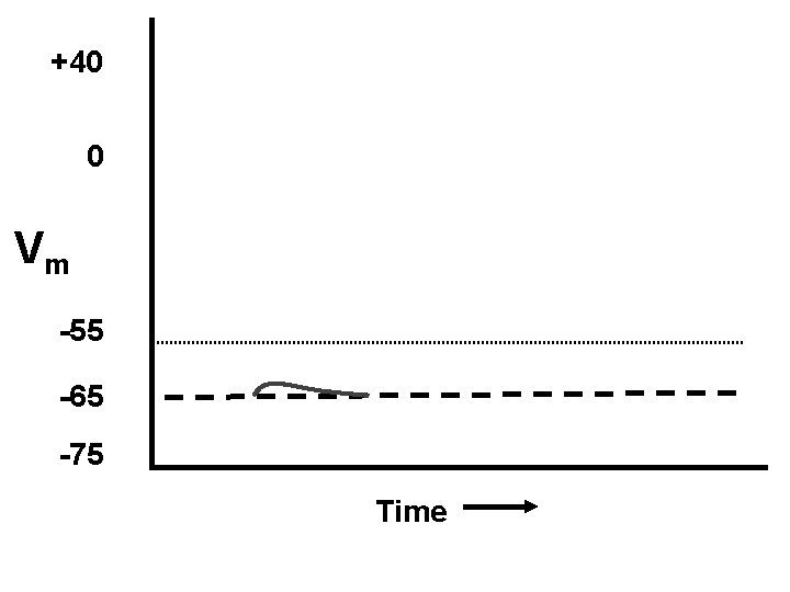 +40 0 Vm -55 -65 -75 Time 