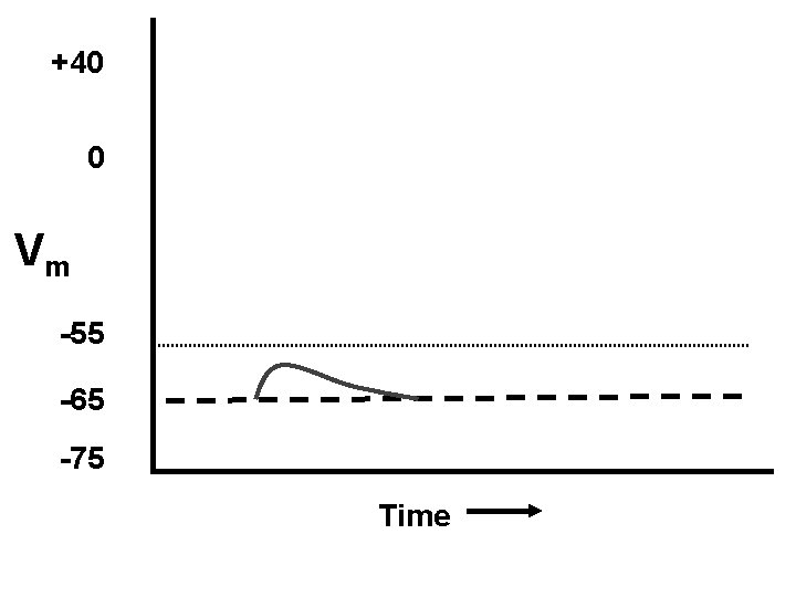 +40 0 Vm -55 -65 -75 Time 