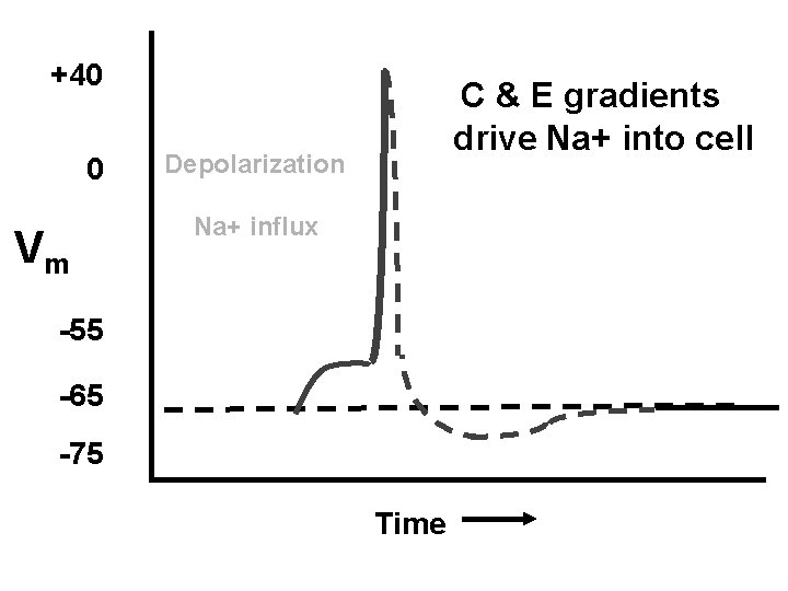 +40 0 Vm C & E gradients drive Na+ into cell Depolarization Na+ influx