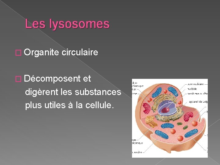 Les lysosomes � Organite circulaire � Décomposent et digèrent les substances plus utiles à