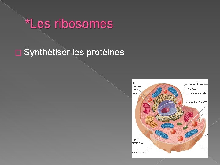 *Les ribosomes � Synthétiser les protéines 