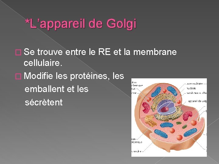 *L’appareil de Golgi � Se trouve entre le RE et la membrane cellulaire. �