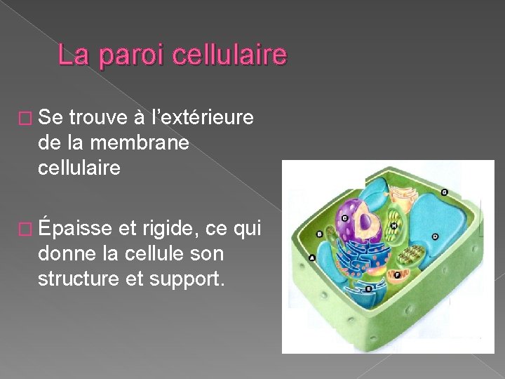 La paroi cellulaire � Se trouve à l’extérieure de la membrane cellulaire � Épaisse