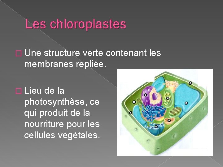 Les chloroplastes � Une structure verte contenant les membranes repliée. � Lieu de la