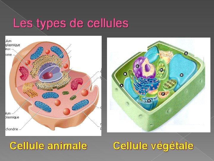 Les types de cellules Cellule animale Cellule végétale 