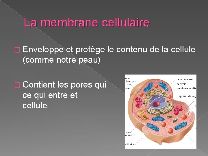 La membrane cellulaire � Enveloppe et protège le contenu de la cellule (comme notre