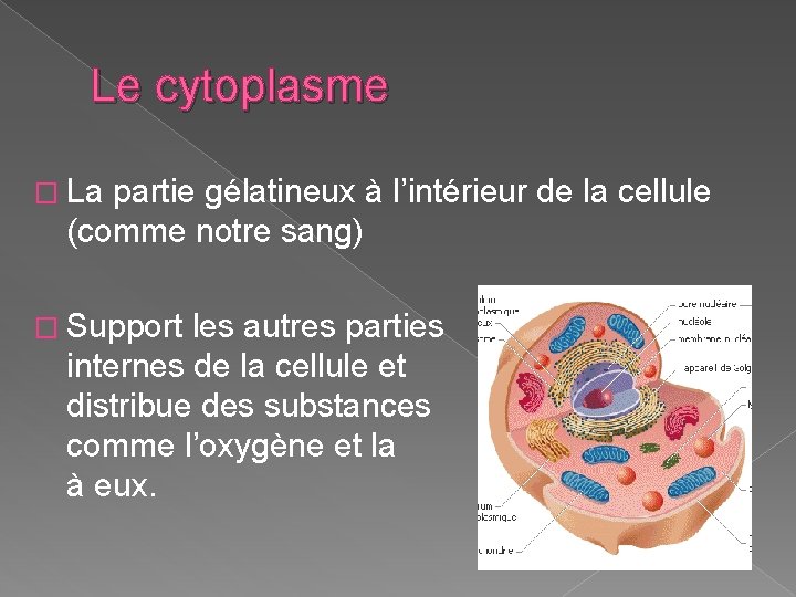 Le cytoplasme � La partie gélatineux à l’intérieur de la cellule (comme notre sang)