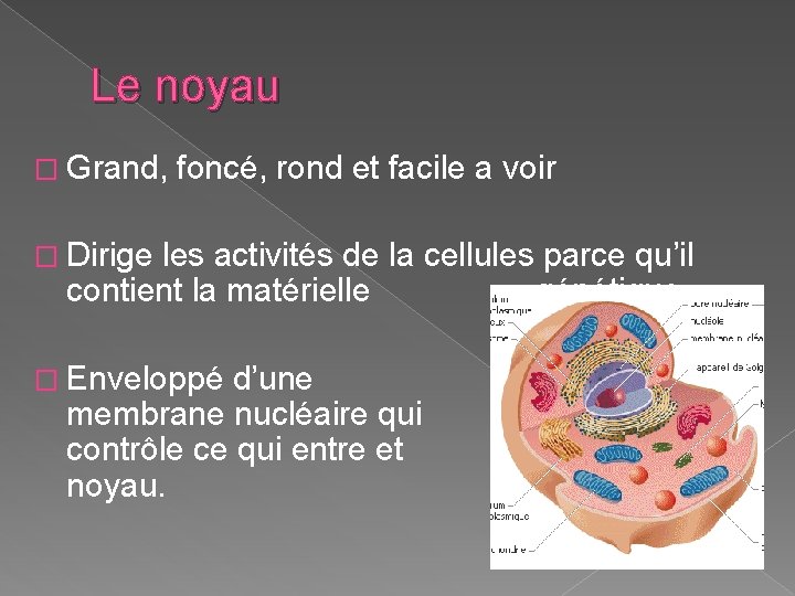 Le noyau � Grand, foncé, rond et facile a voir � Dirige les activités